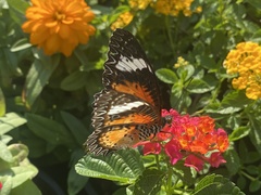 Cethosia cyane