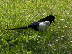 Pica pica