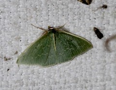 Chlorocoma melocrossa