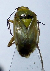 Apolygus spinolae