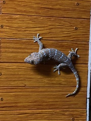 Gekko gecko