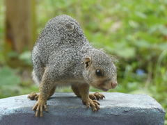 Heliosciurus undulatus