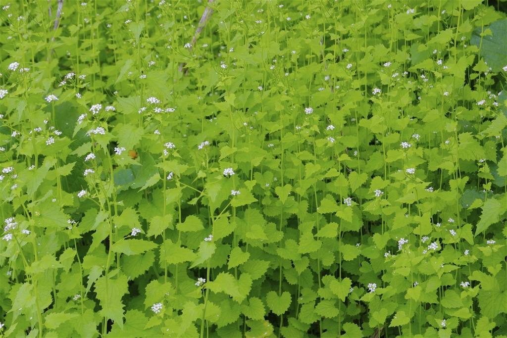garlic mustard (Partidgeberry, Teaberry, Wintergreens, et al