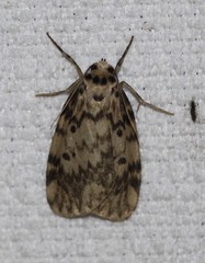 Hectobrocha subnigra