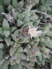 Corpuscularia lehmannii