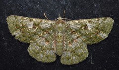Aeolochroma hypochromaria