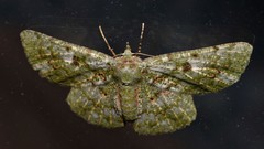 Aeolochroma hypochromaria