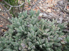 Corpuscularia lehmannii