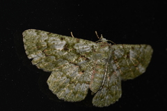 Aeolochroma hypochromaria