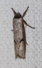 Pilostibes stigmatias