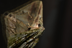Aeolochroma hypochromaria