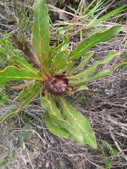 Protea foliosa