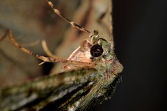 Aeolochroma hypochromaria