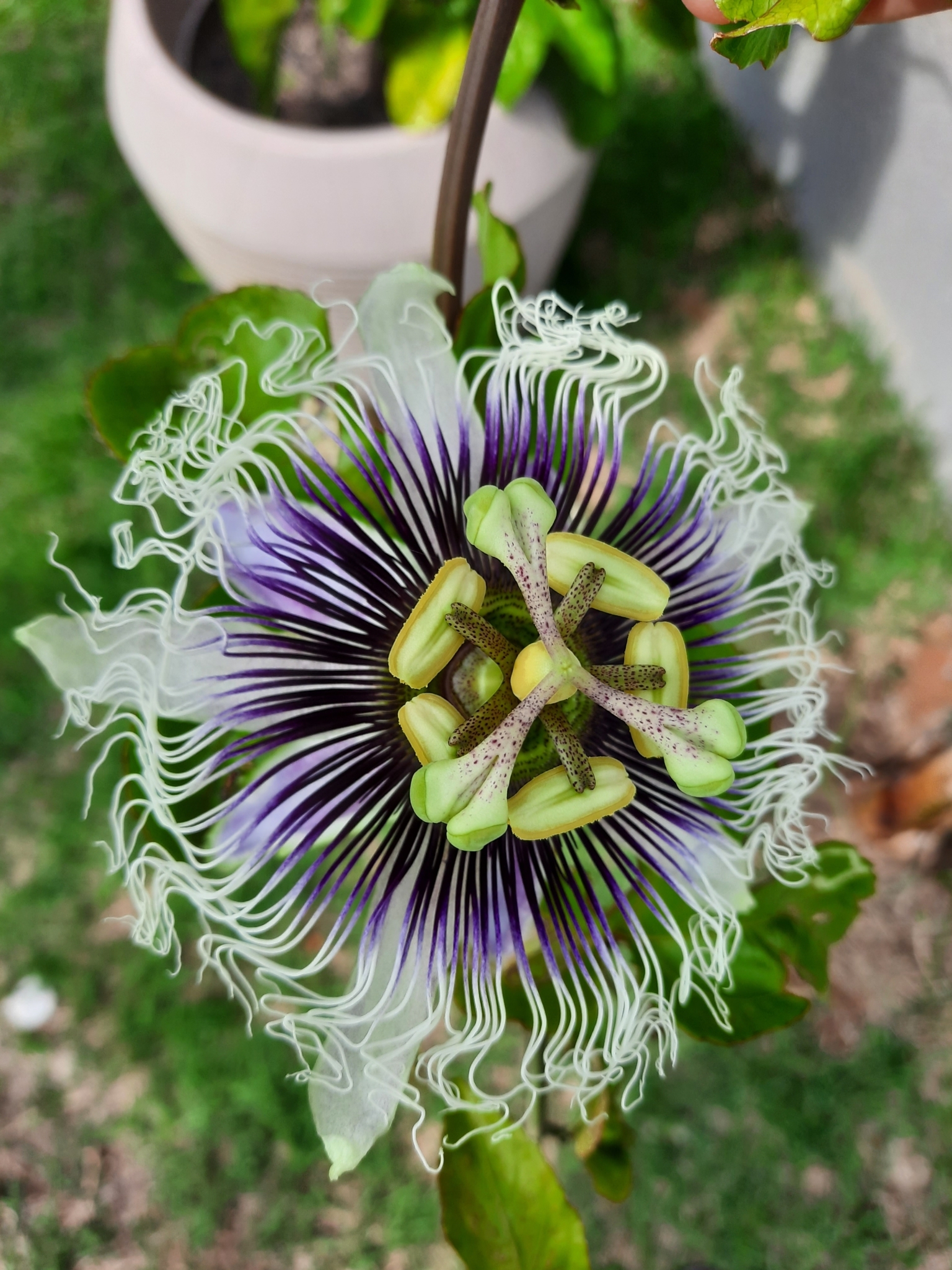 Passiflora edulis