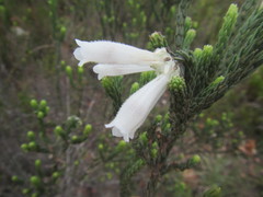 Erica pectinifolia