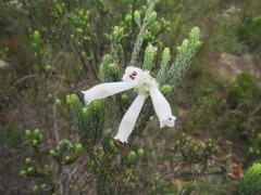Erica pectinifolia