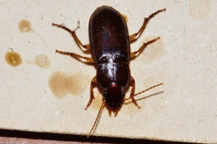 Boeomimetes