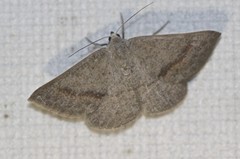 Oenochrominae