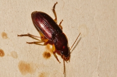 Boeomimetes