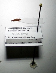 Aradus cinnamomeus