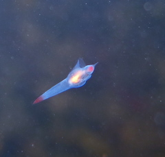 Clione limacina