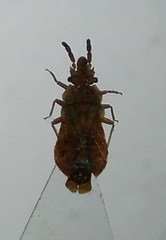 Aradus cinnamomeus