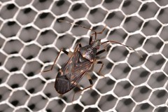 Aristaenetus similis