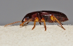 Boeomimetes