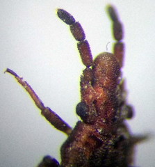 Aradus cinnamomeus