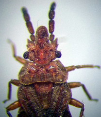Aradus cinnamomeus