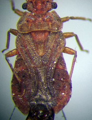 Aradus cinnamomeus