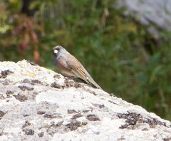Junco hyemalis mearnsi