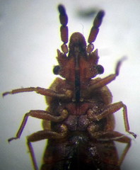 Aradus cinnamomeus