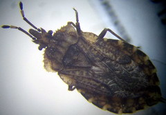 Aradus hieroglyphicus