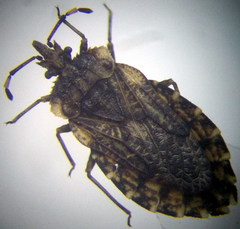 Aradus hieroglyphicus