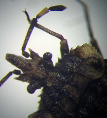 Aradus hieroglyphicus