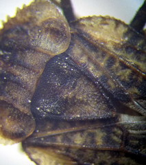 Aradus hieroglyphicus