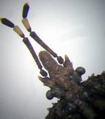 Aradus hieroglyphicus