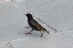 Sturnus vulgaris