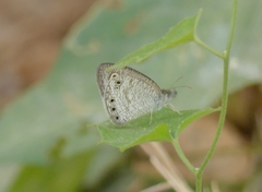 Ypthima huebneri