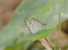 Ypthima huebneri