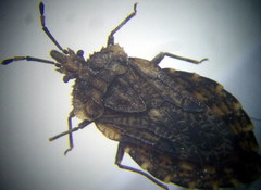 Aradus hieroglyphicus