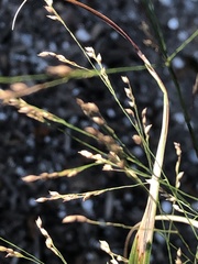 Panicum virgatum cubense