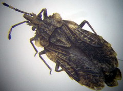 Aradus hieroglyphicus