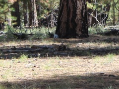 Sciurus aberti kaibabensis