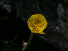 Ranunculus nigrescens
