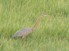 Ardea purpurea