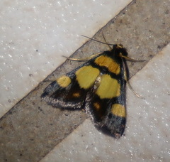 Deuterarcha xanthomela
