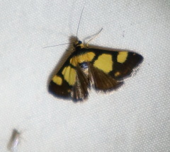Deuterarcha xanthomela