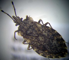 Aradus hieroglyphicus